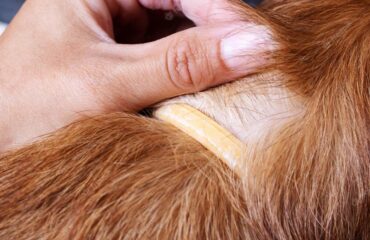 kutya bőrbetegségek