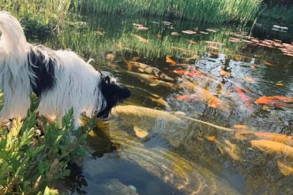 koi-mania-szekesfehervar